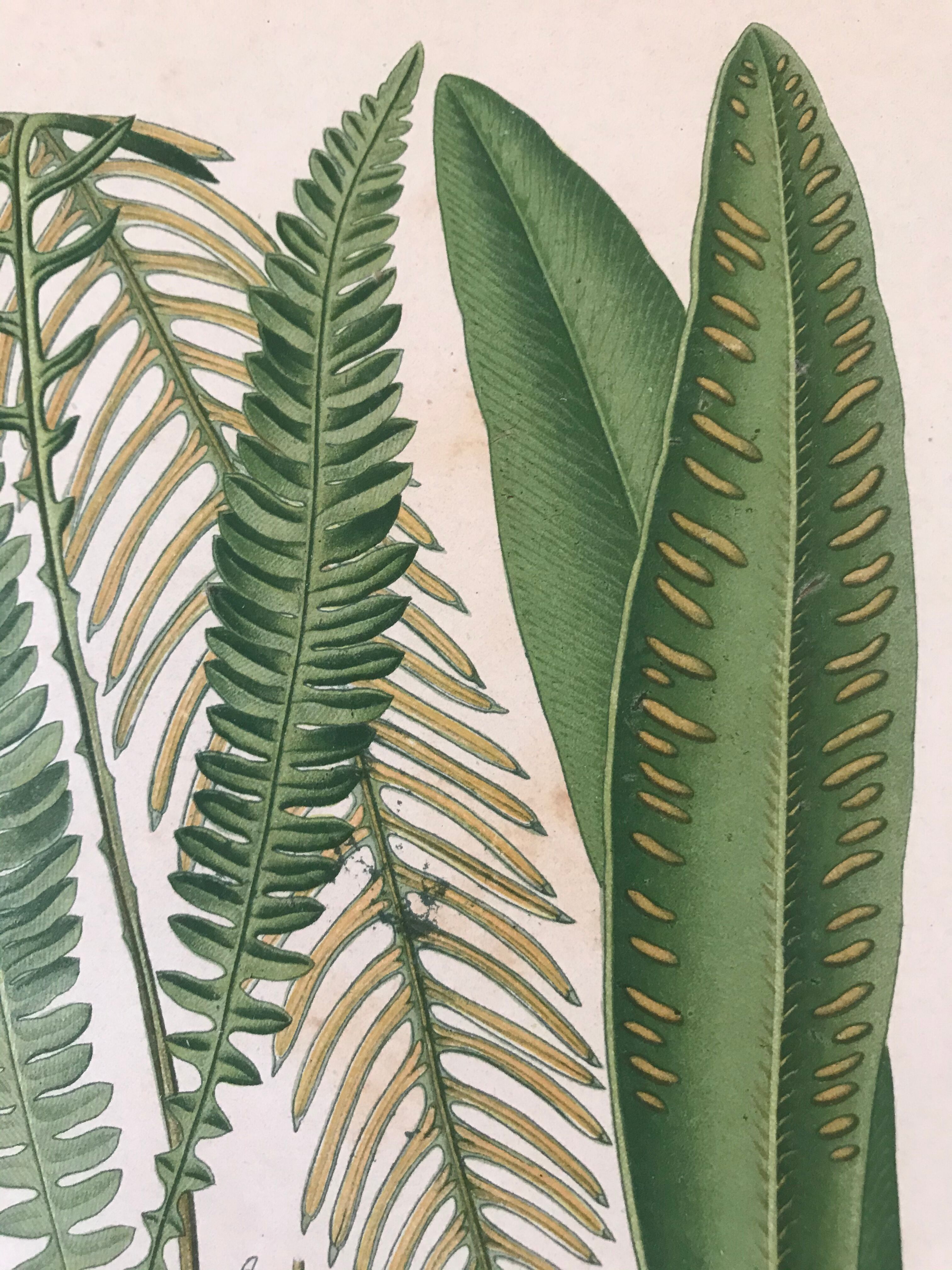 Lot of 4 botanical panches of ferns 19th century