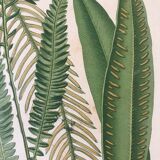 Lot of 4 botanical panches of ferns 19th century