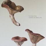 Botanical illustration "mushrooms", 1960s