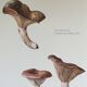 Illustration botanique "champignons", années 60