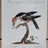 4 bird illustrations