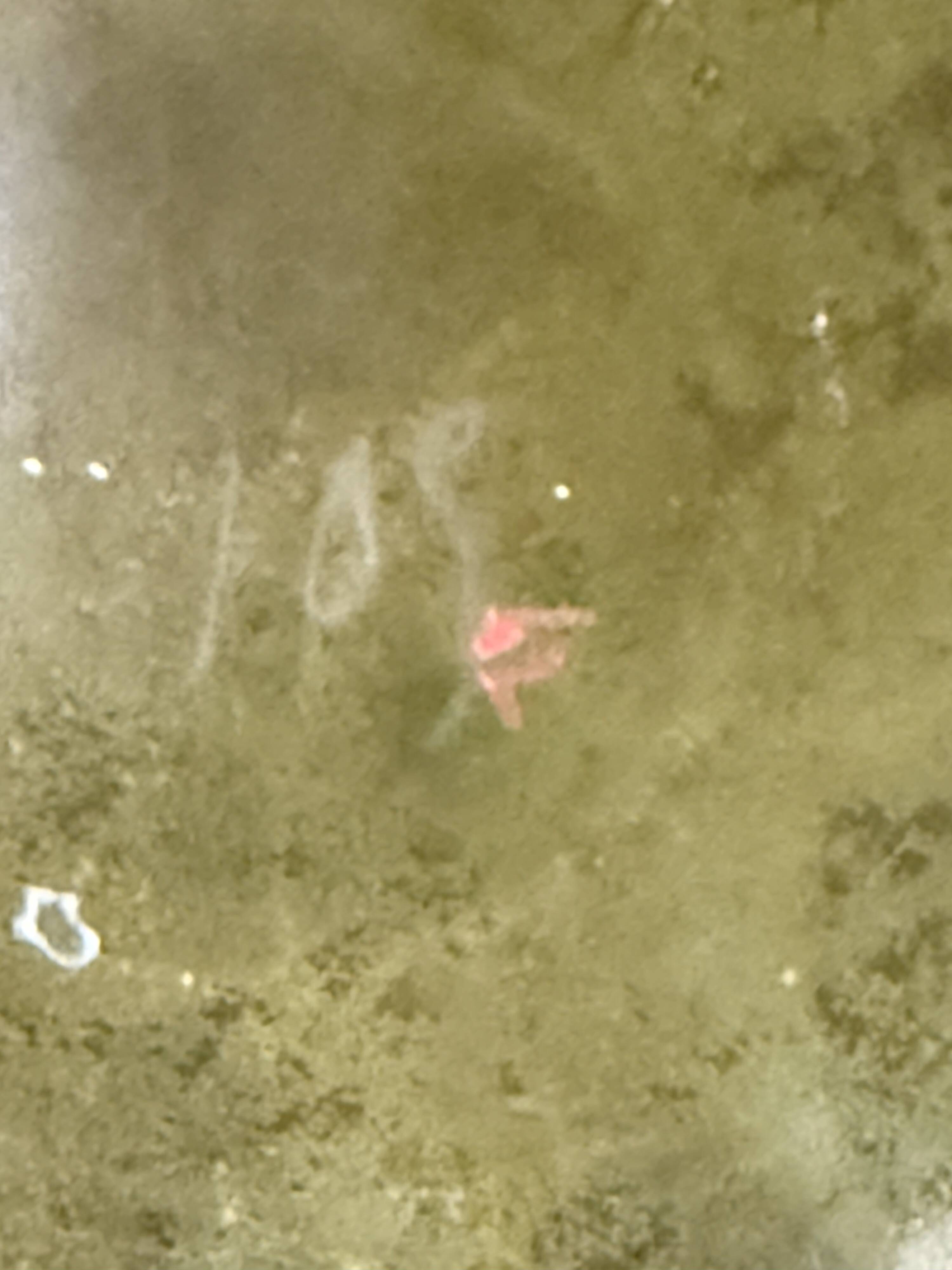 Pair of enamelled vases or carafes – Art Nouveau