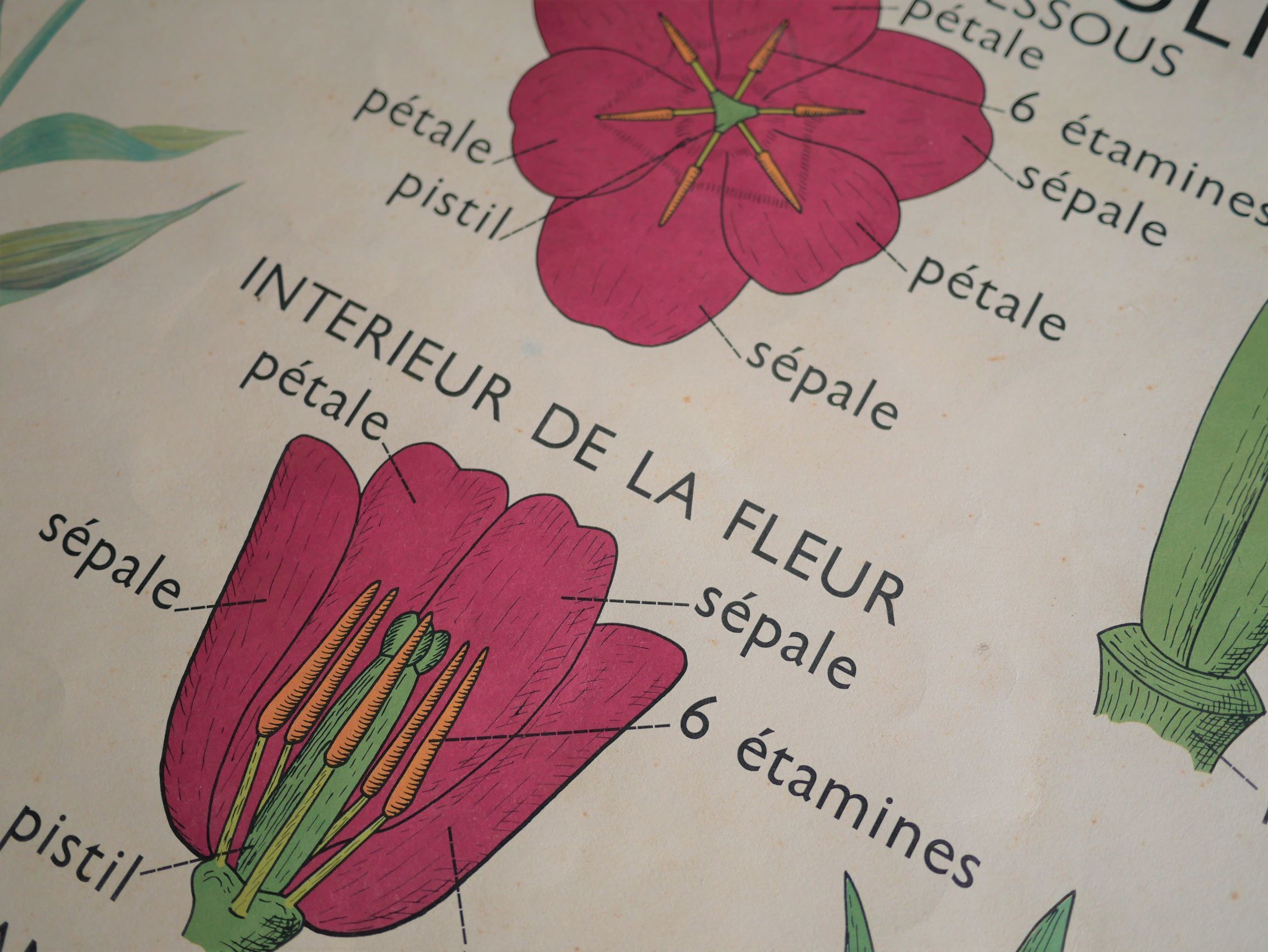 Vintage school botanical poster "La Tulipe" - "The Golden Button"