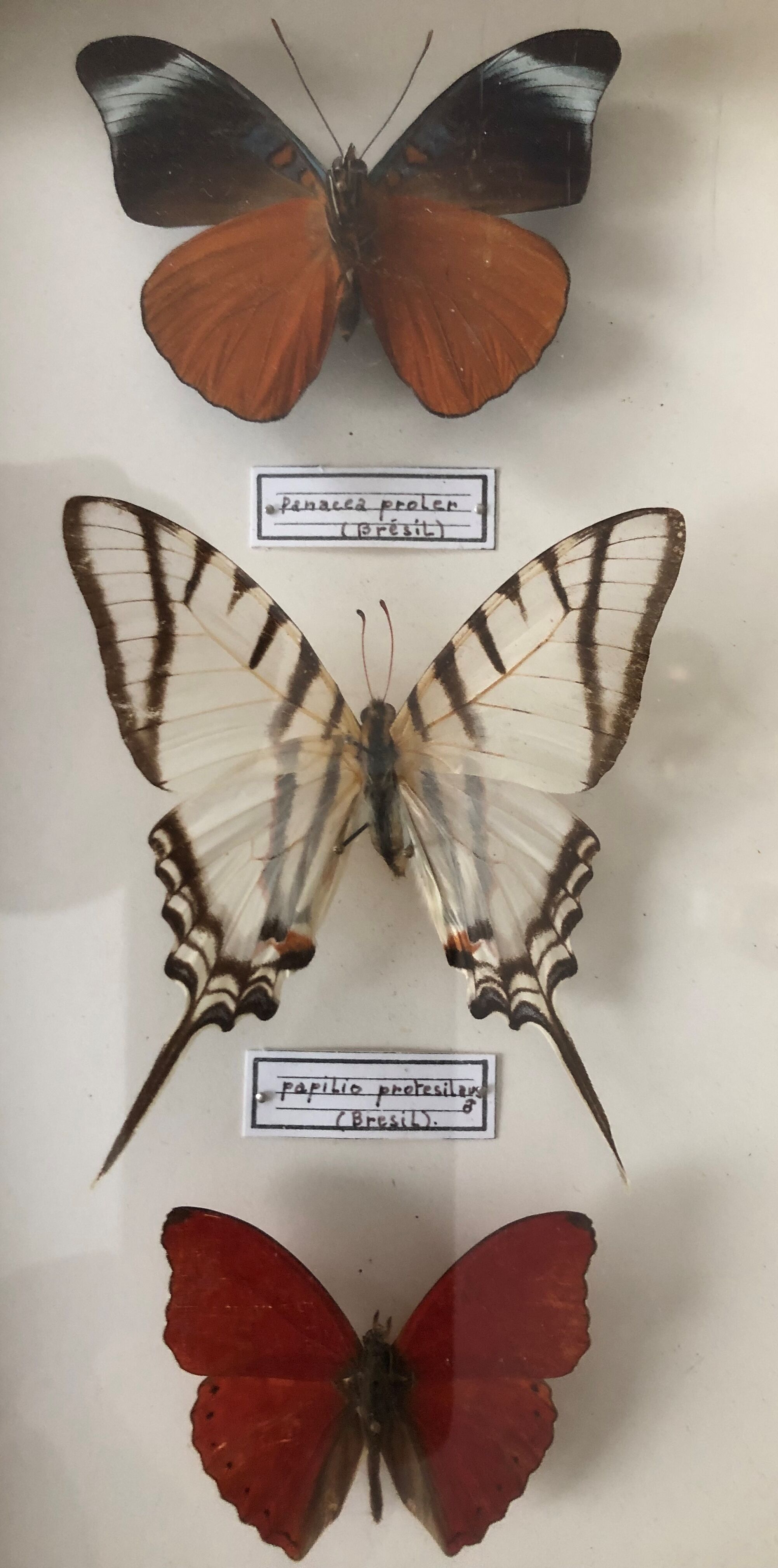 Set of 3 butterflies framed under glass