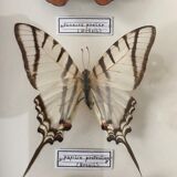 Set of 3 butterflies framed under glass