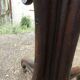 Parrot coat holder in curved wood - Art Nouveau