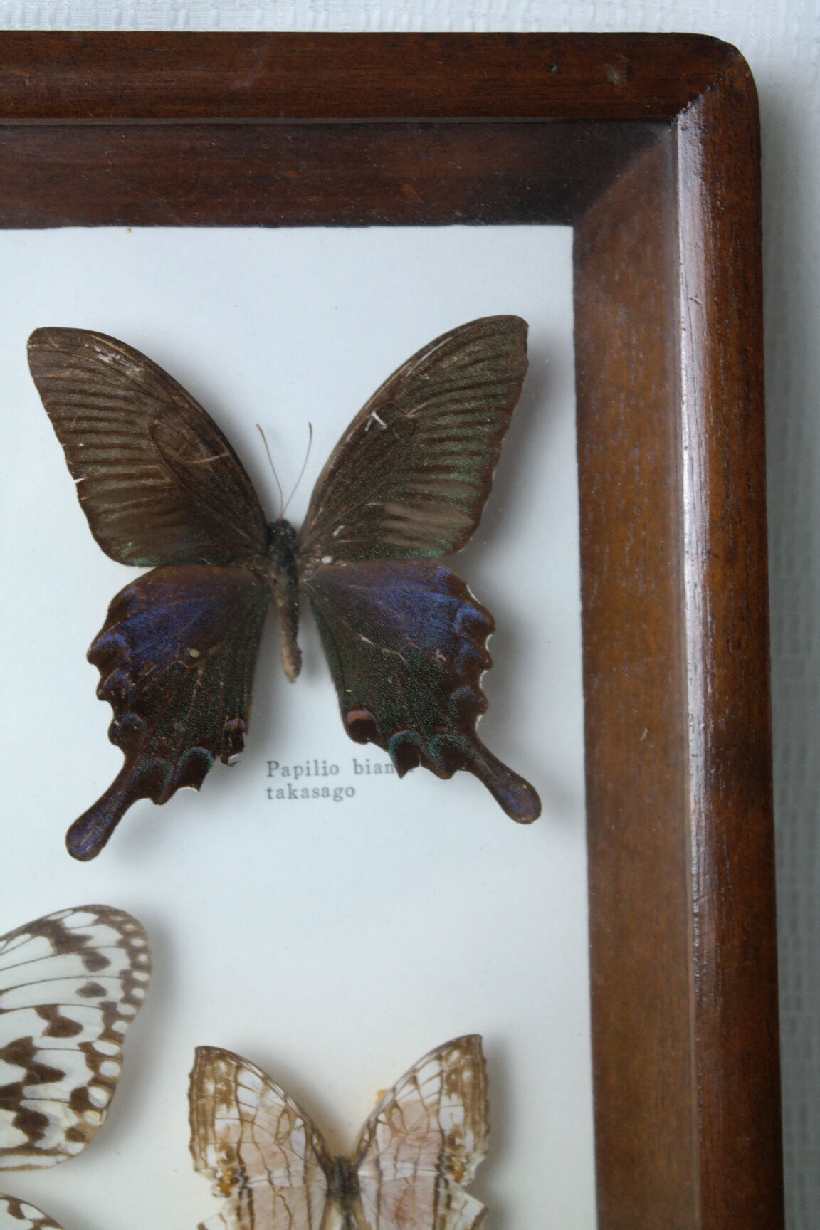 Papillons naturalisés sous cadre bois et verre vintage