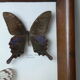 Papillons naturalisés sous cadre bois et verre vintage