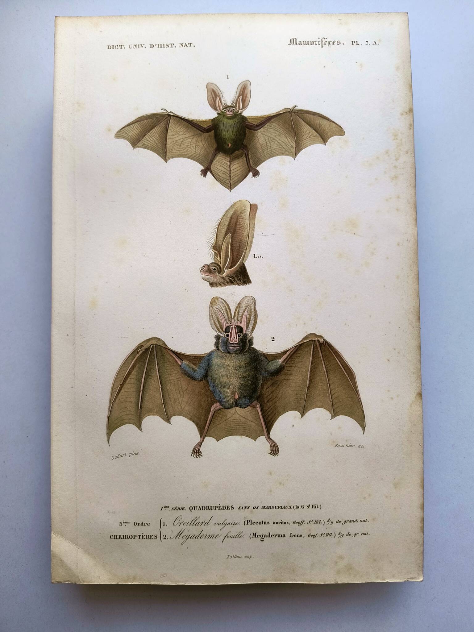 Antique engraving from 1849. Bat by PL Oudart. Hand-colored.