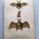 Antique engraving from 1849. Bat by PL Oudart. Hand-colored.
