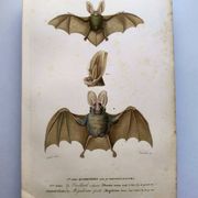 Antique engraving from 1849. Bat by PL Oudart. Hand-colored.