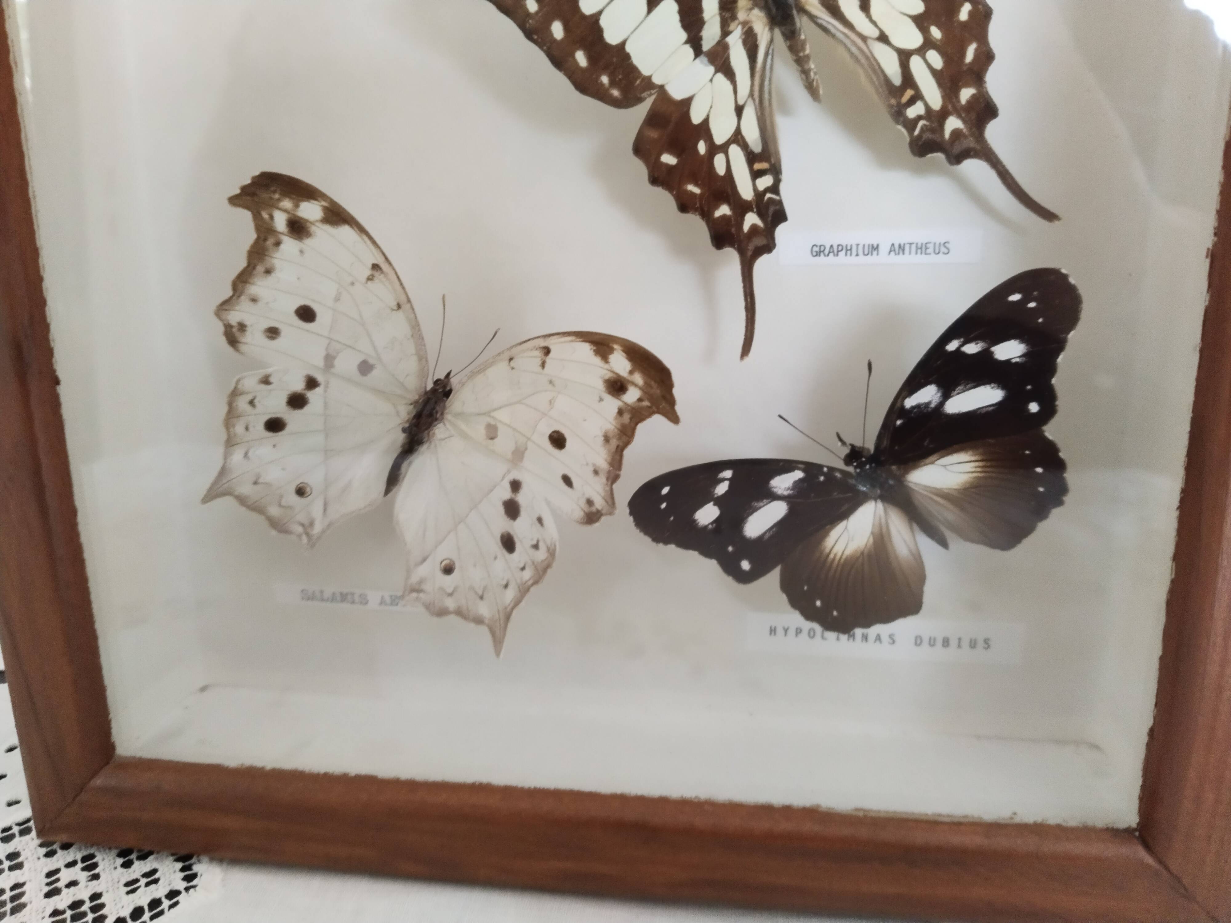 Butterflies stuffed under glass