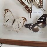 Butterflies stuffed under glass