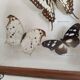 Butterflies stuffed under glass