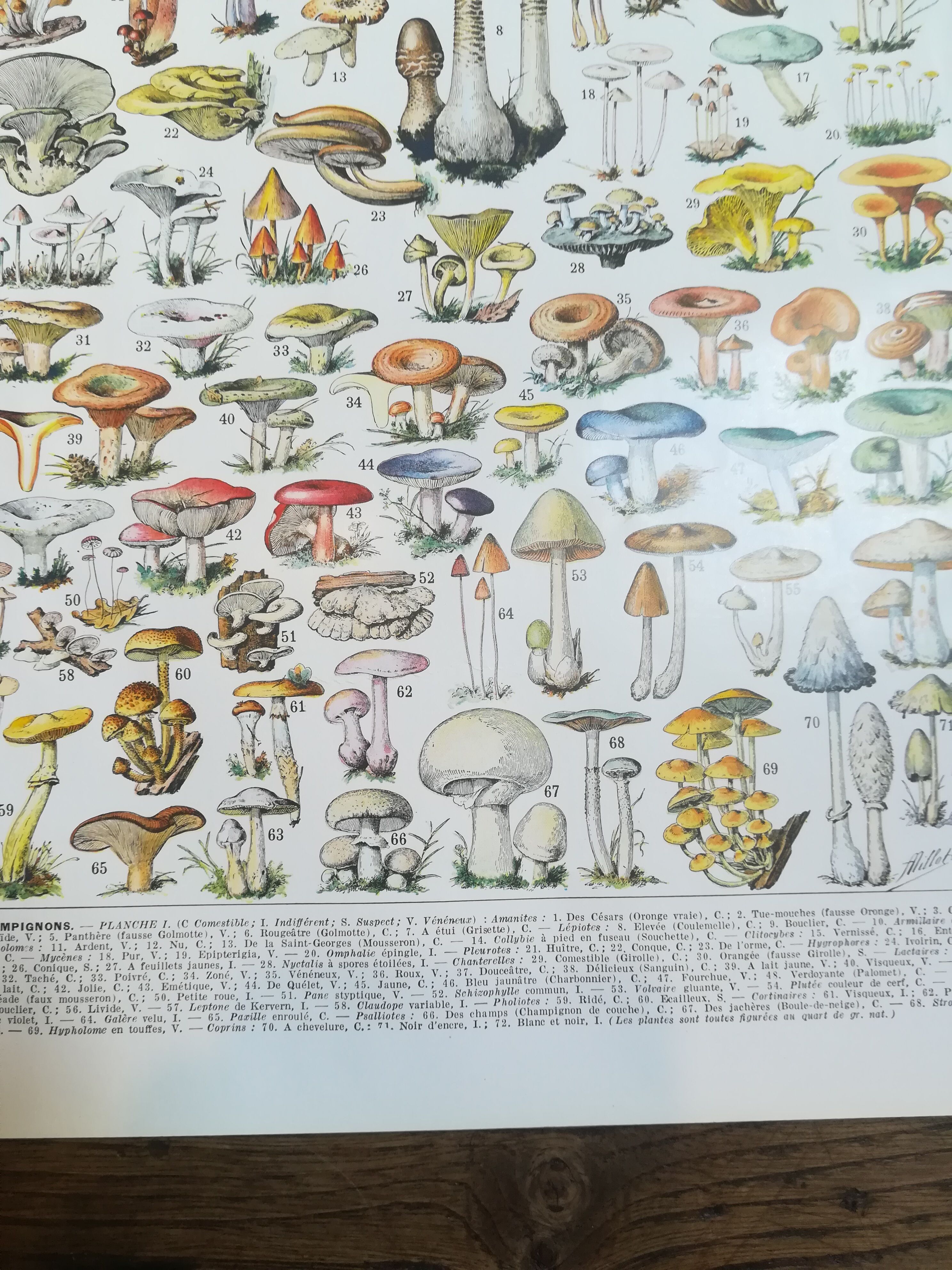 Lithograph on mushrooms from 1928 "amanita"