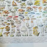 Lithograph on mushrooms from 1928 "amanita"