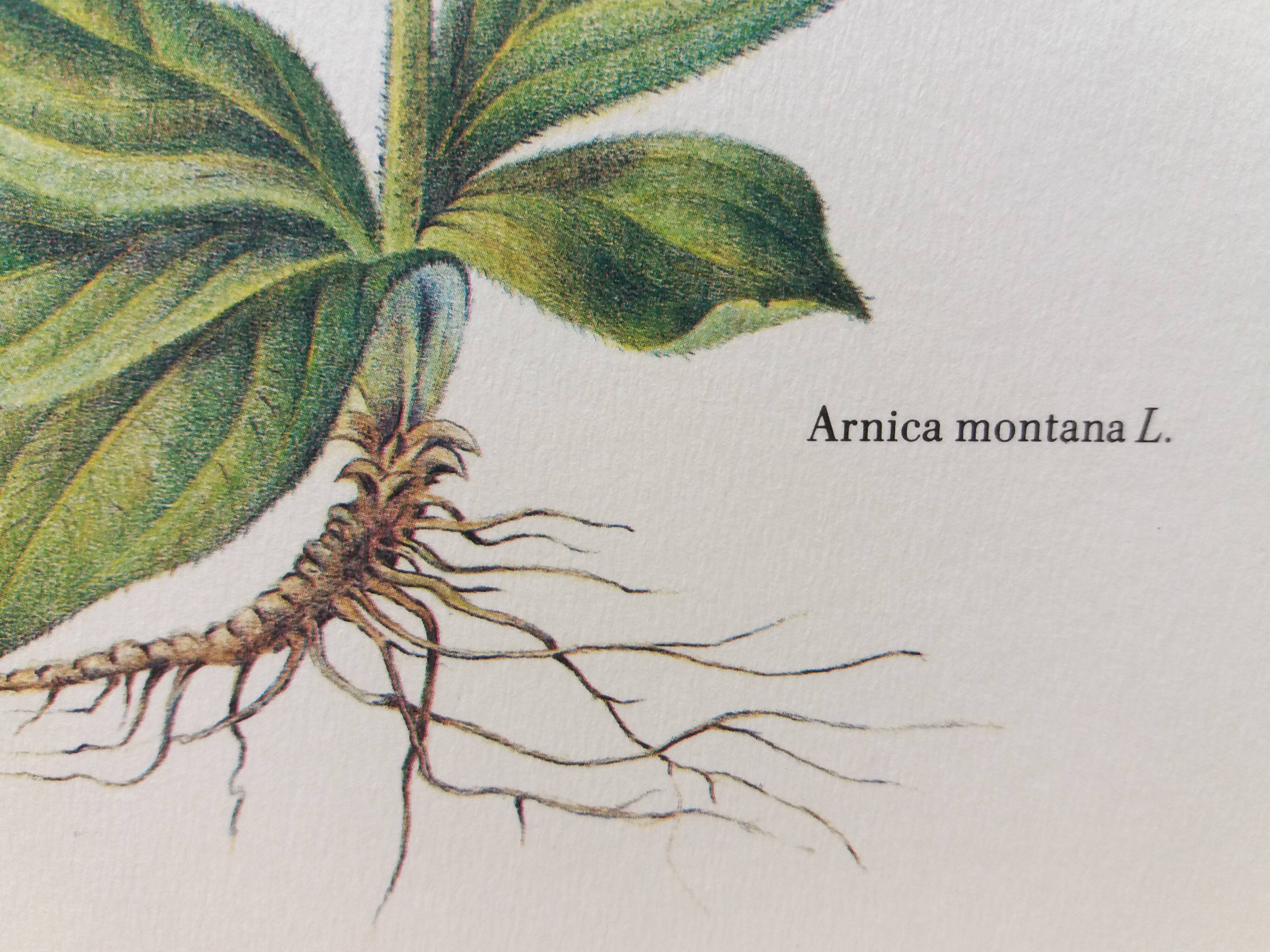 Arnica botanical poster