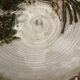 Thirty Albert Saladier in Vallauris ceramic, thistle decoration, signed.