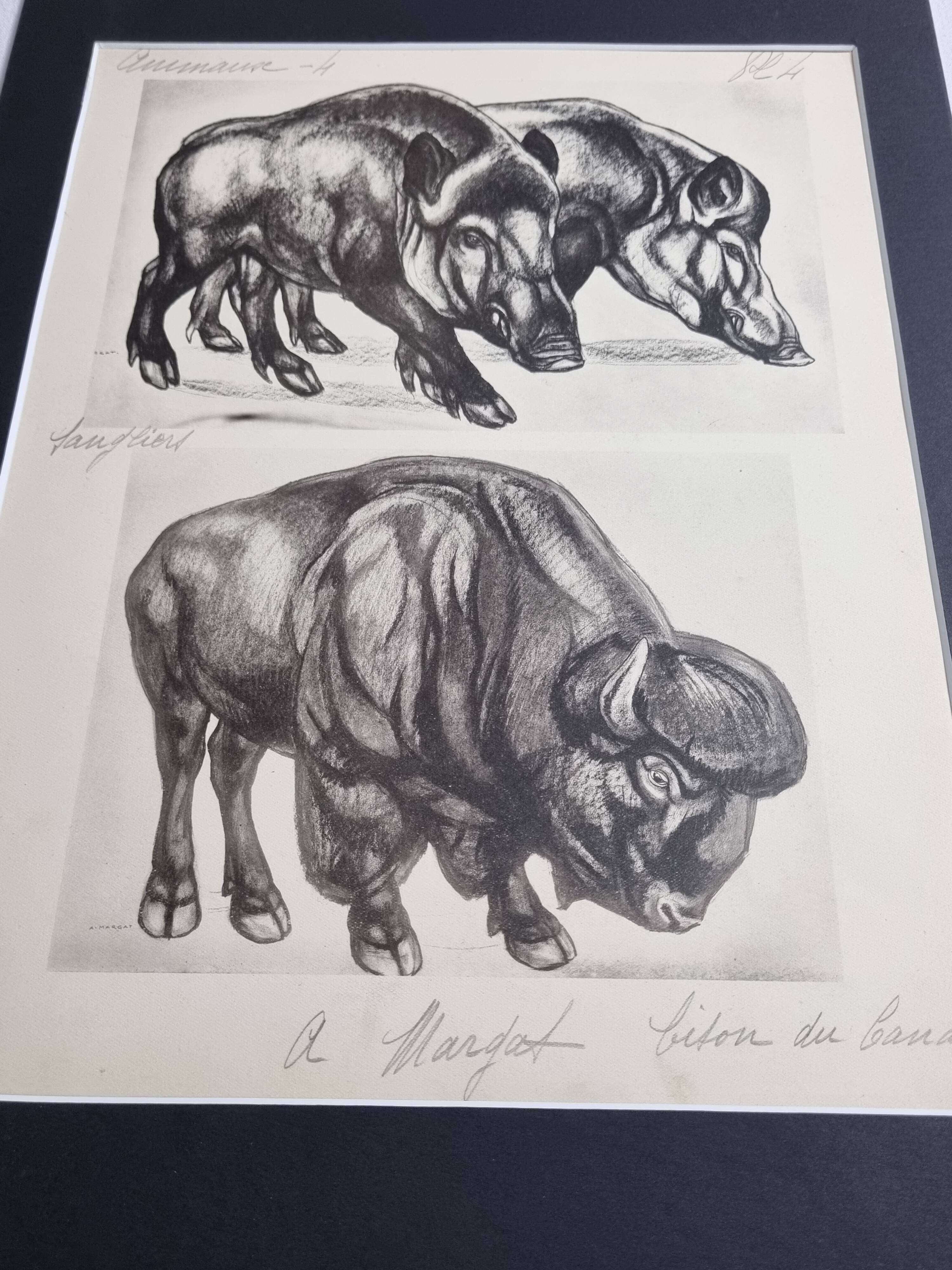 Illustrated plate, Studies of Wild Boars and Bison, Signed André Margat, 1930