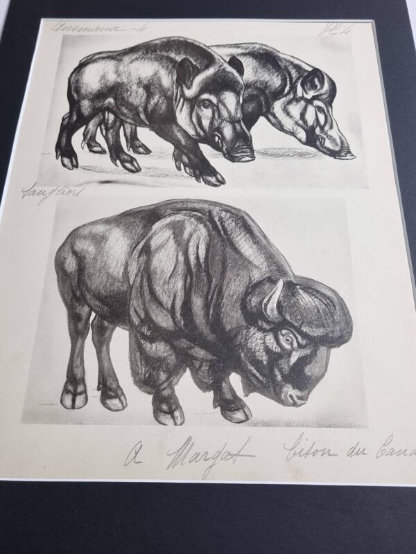 Planche illustrée, Études de Sangliers et Bison, Signée André Margat, 1930