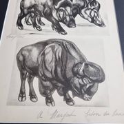 Illustrated plate, Studies of Wild Boars and Bison, Signed André Margat, 1930
