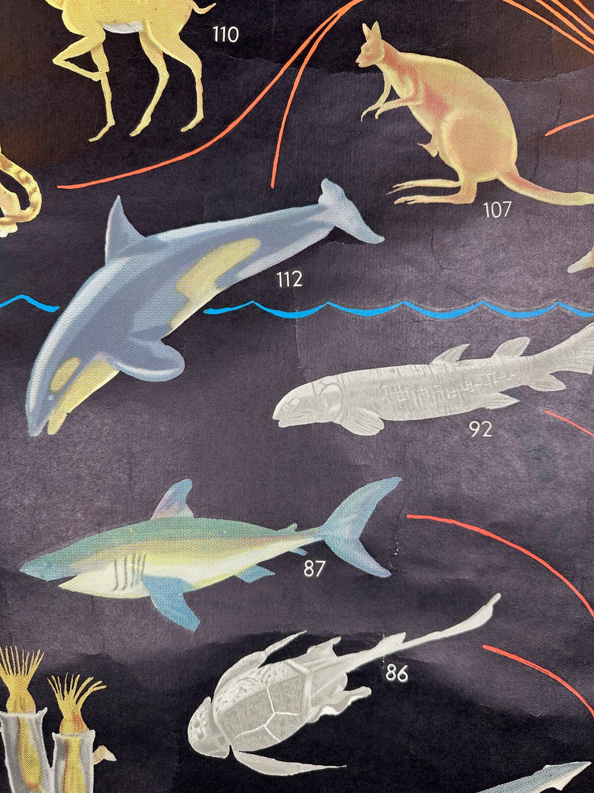 XL vintage linen school chart – ‘Relations of the animal kingdom’