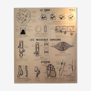 Carte scolaire tableau de sciences recto / verso par G. VASSORT Librairie DELAGRAVE