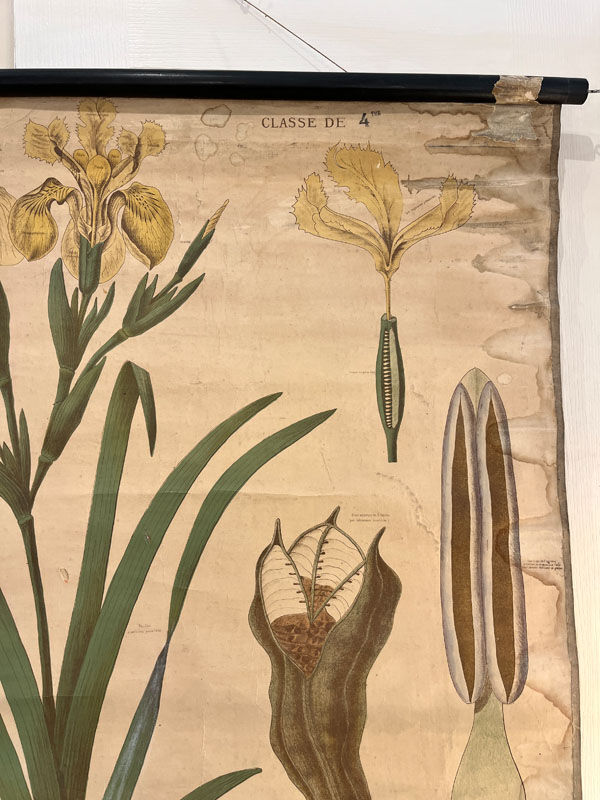 Ancienne planche de botanique de la maison Deyrolle “L’Iris”
