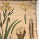 Old botanical plate from the Deyrolle house “L'Iris”