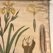 Ancienne planche de botanique de la maison Deyrolle “L’Iris”