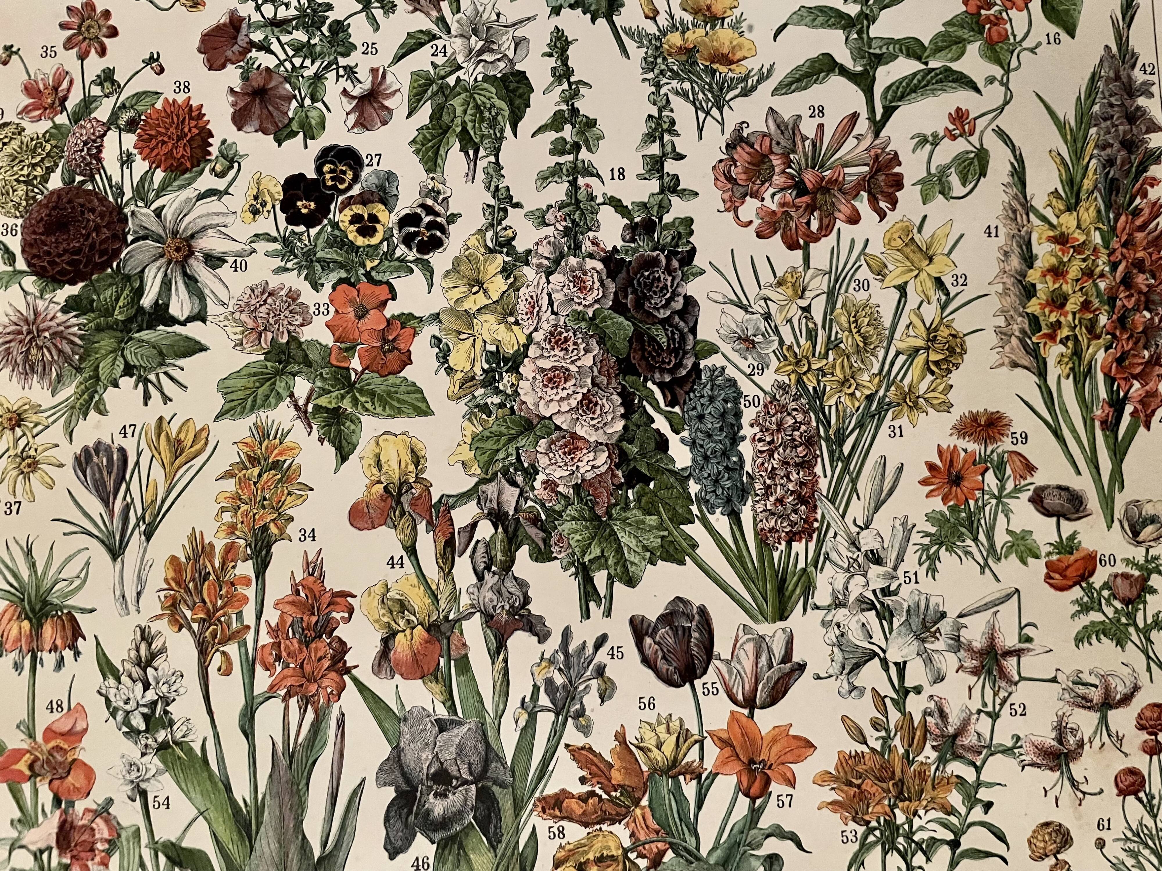 Lithograph on flowers from 1897 (amaranth)