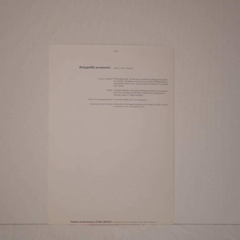 Botanical board Mouron des champs