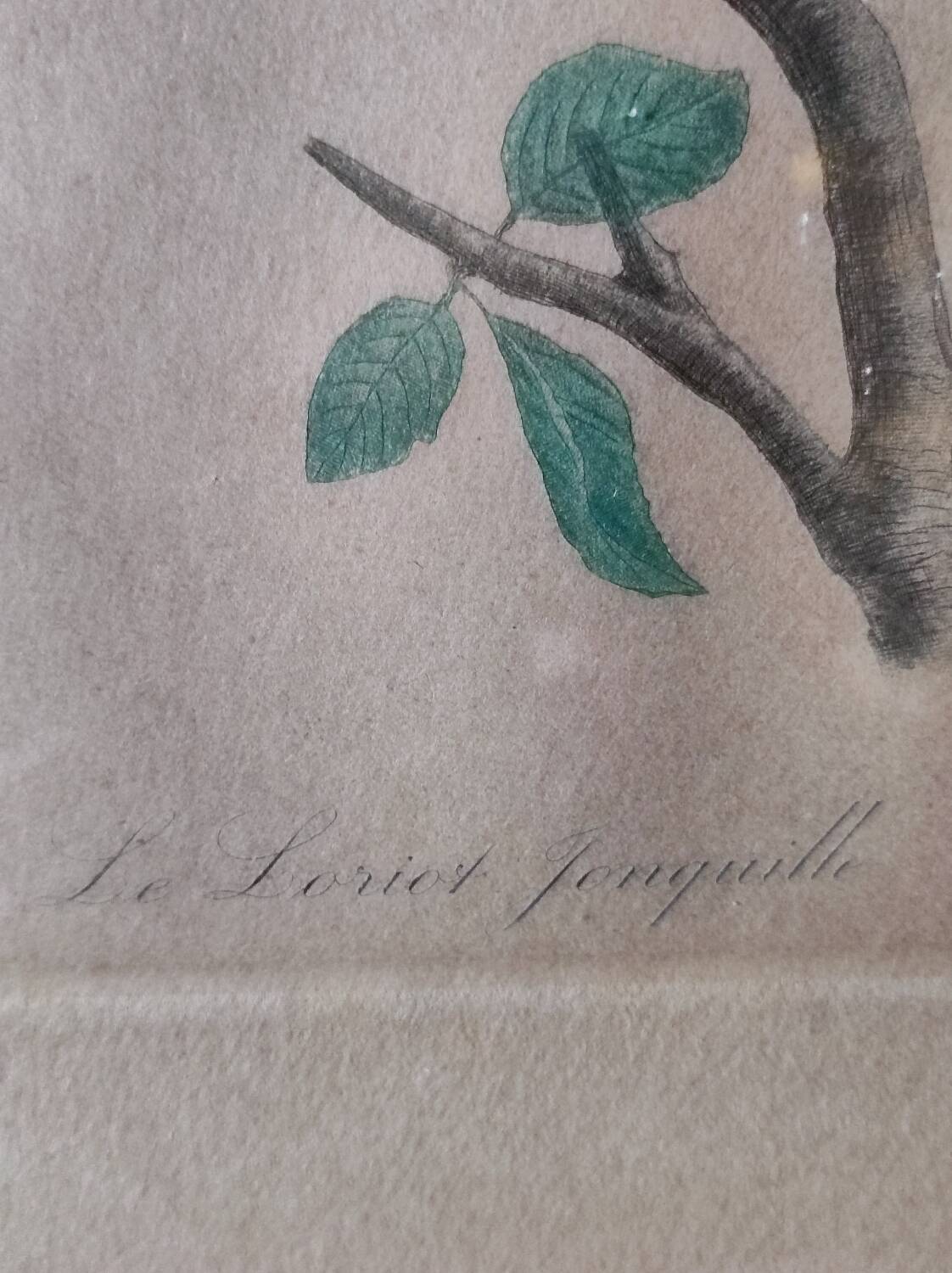 Colorized engraving, Loriot Jonquille, 19th century