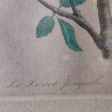 Gravure colorisée, Loriot Jonquille, 19e