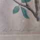 Gravure colorisée, Loriot Jonquille, 19e