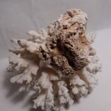 White coral