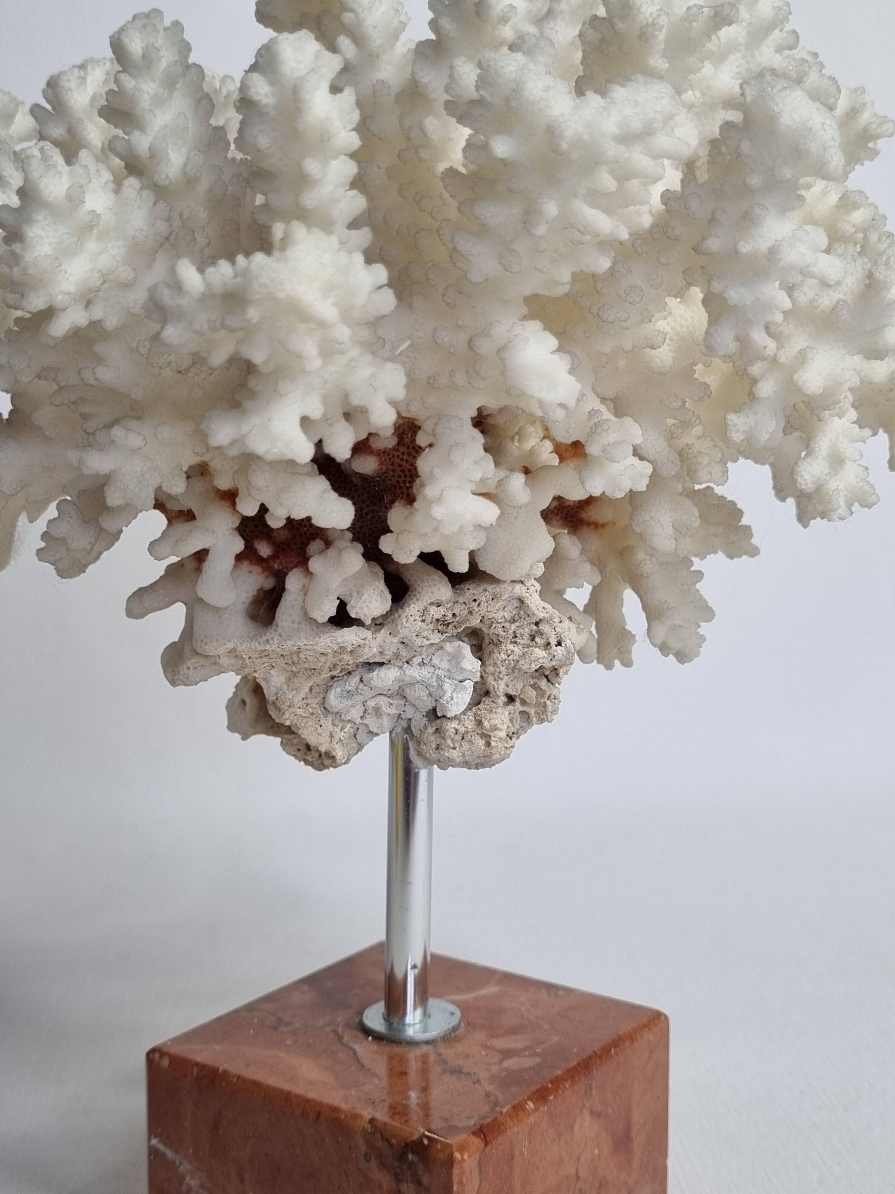 Old white coral on marble base 24 cm