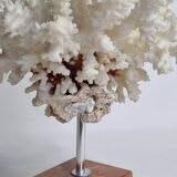Old white coral on marble base 24 cm
