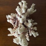 Natural branching coral.