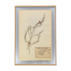 George Bert Herbarium