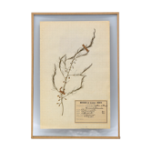 George Bert Herbarium