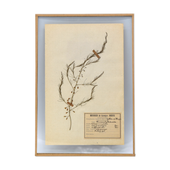 George Bert Herbarium
