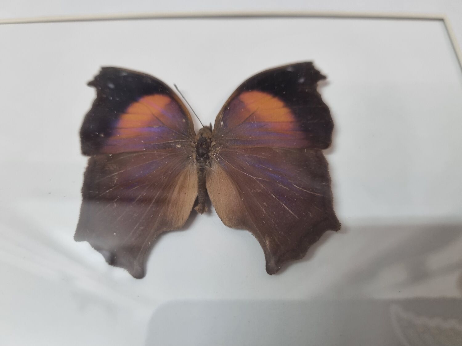 Bronus naturalized butterfly, 1981