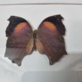 Bronus naturalized butterfly, 1981