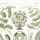 Poster about algae, based on an old lithograph from 1904.