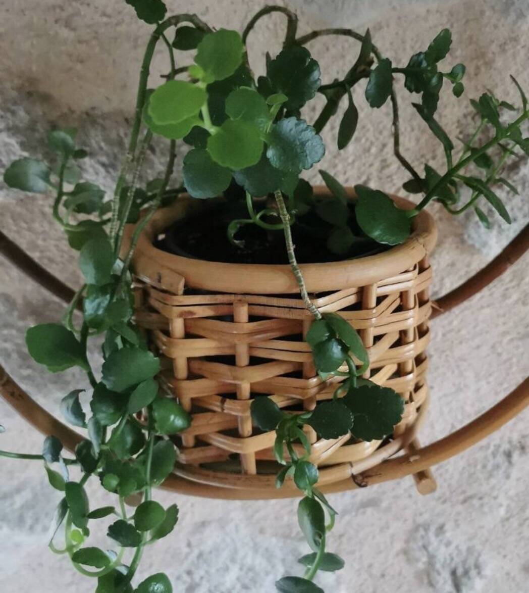 Bamboo and rattan plant holder or pot cover - 1970s