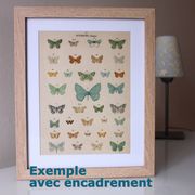 Antique print of Butterflies - Lithograph from 1887 - Andereggii - Original illustration