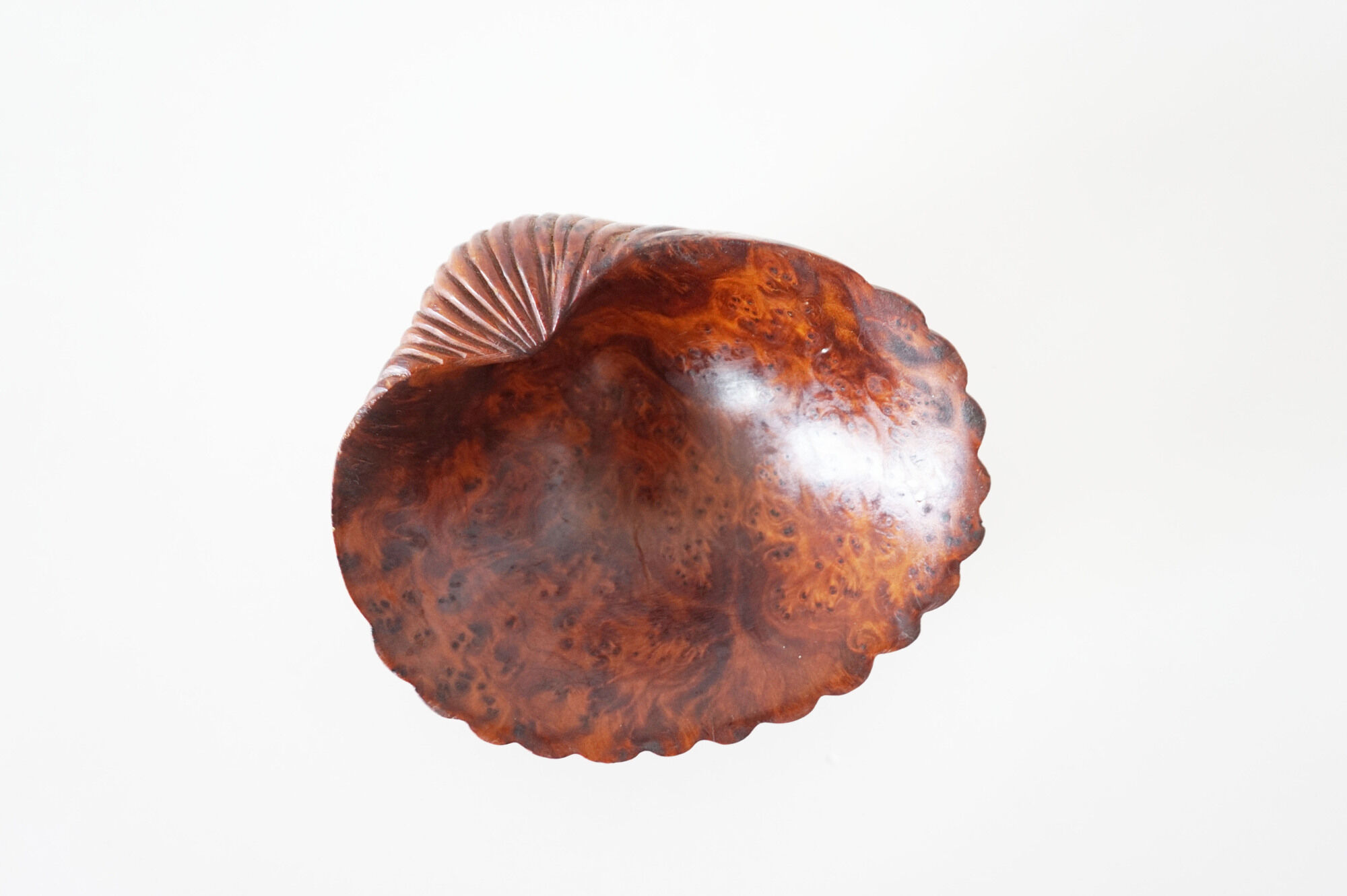 Empty cup shell pocket in elm magnifying glass