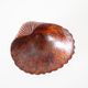 Empty cup shell pocket in elm magnifying glass