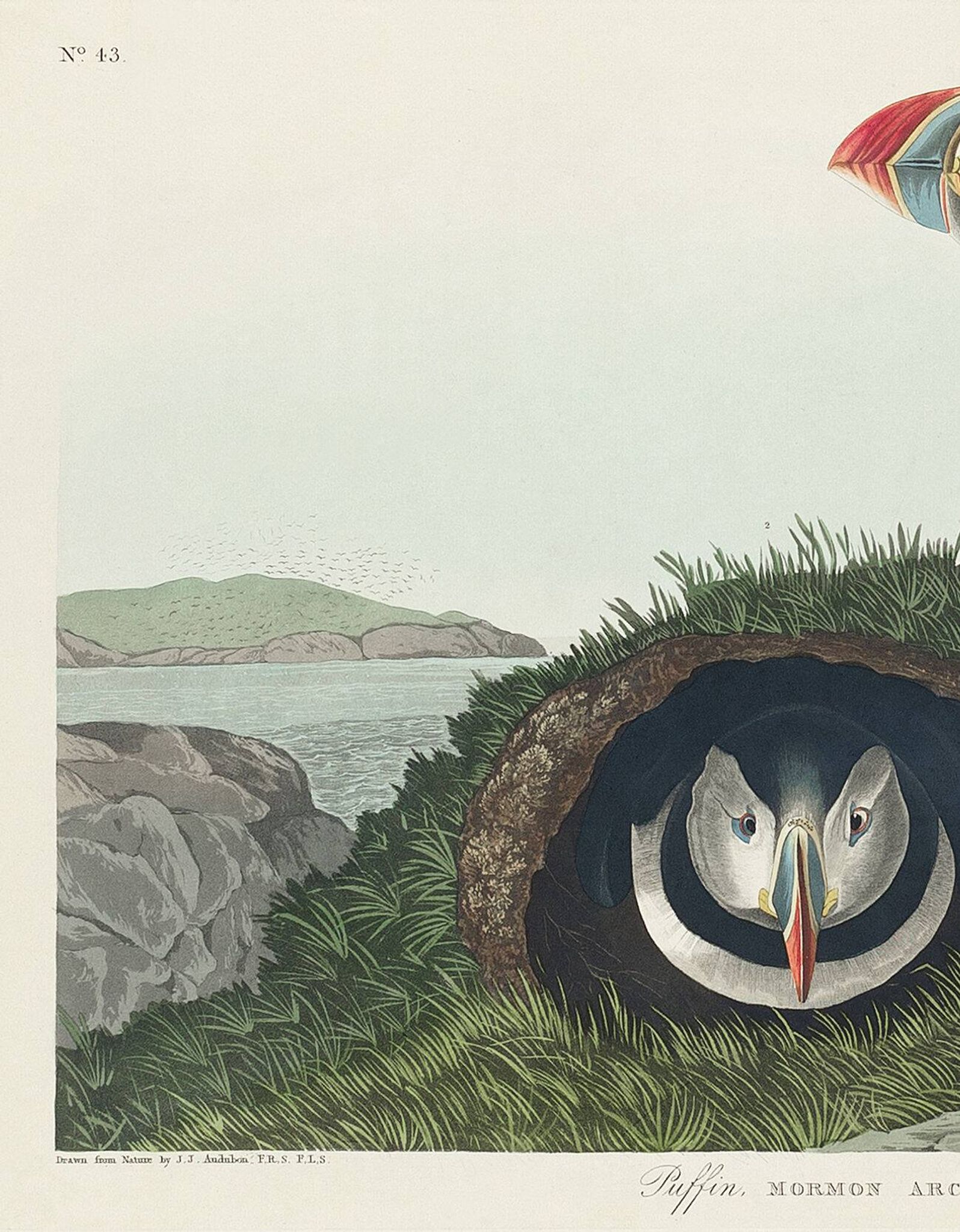 Poster about the Atlantic puffin, based on an old engraving from 1827.